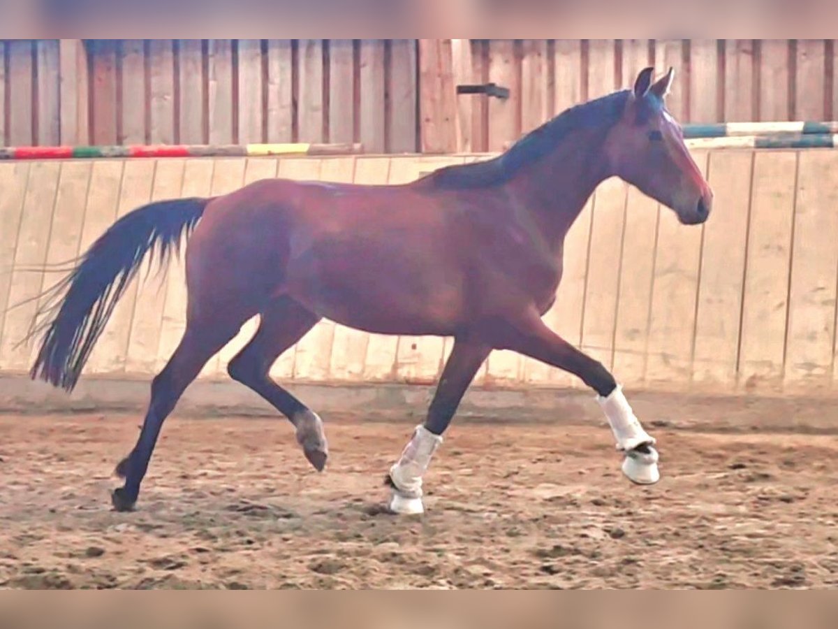 Bayerisches Warmblut Stute 3 Jahre 169 cm Brauner in Wolfsbach Bayerisches Warmblut Stute 3 Jahre 169 cm Brauner in Wolfsbach