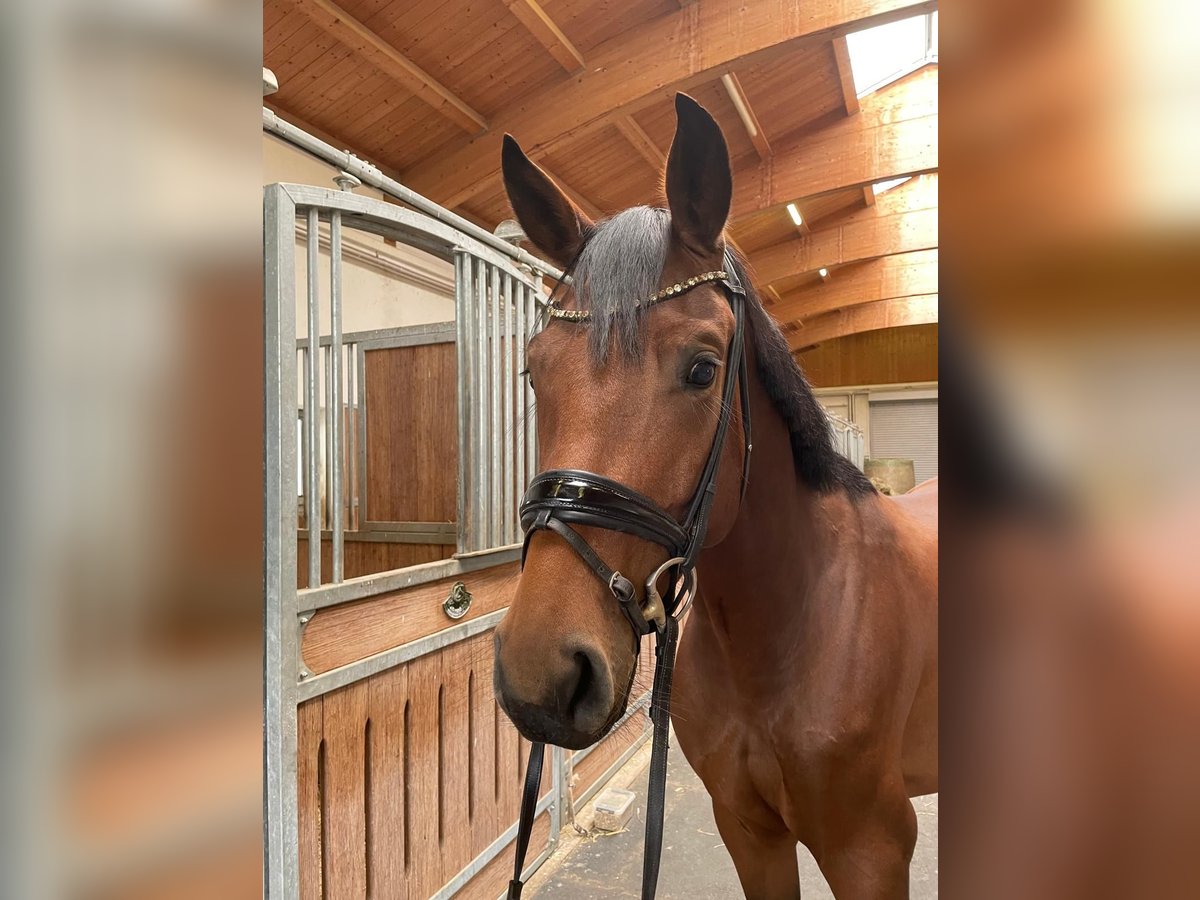 Bayerisches Warmblut Stute 4 Jahre 163 cm Brauner in Wielenbach