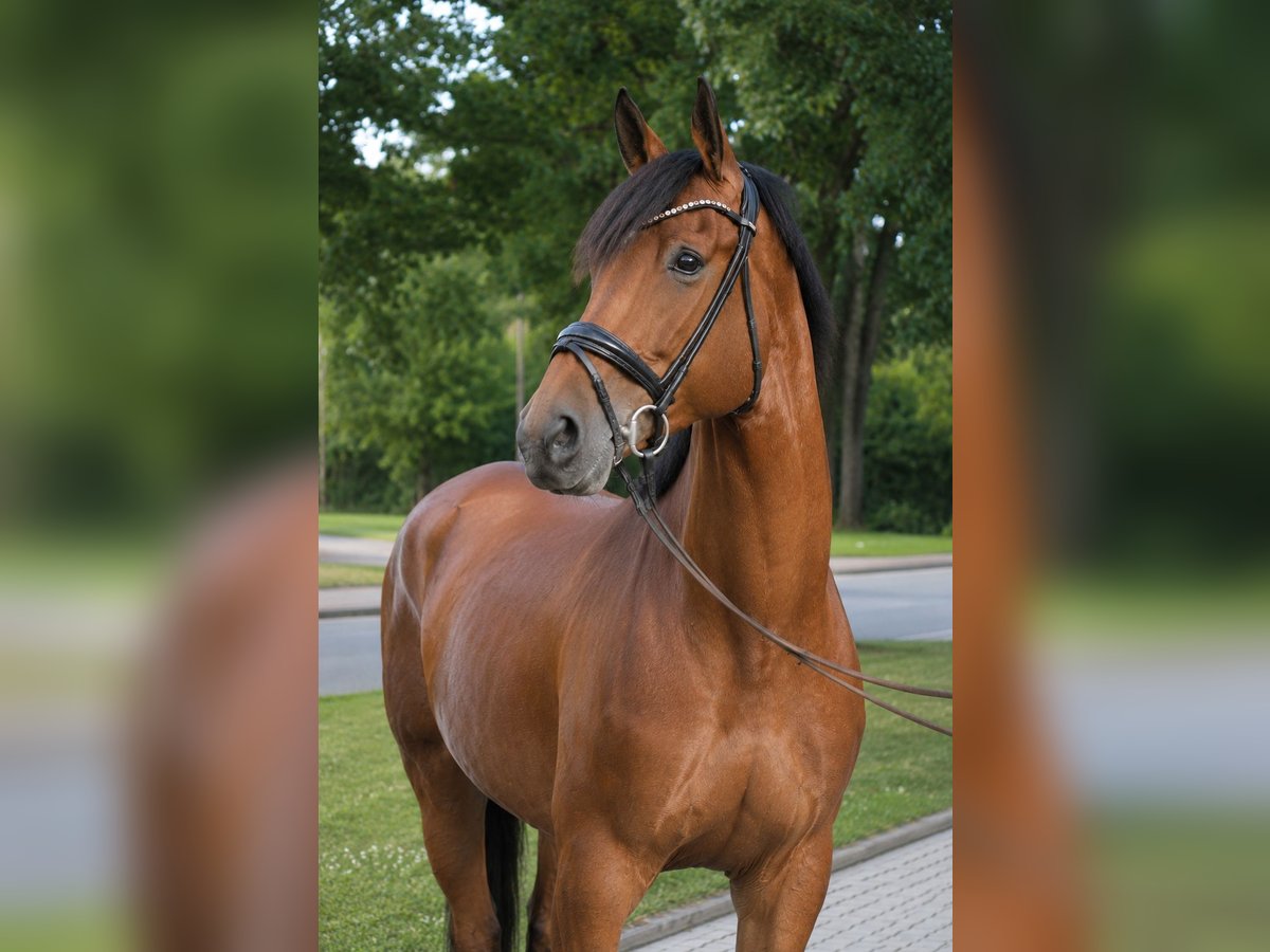 Bayerisches Warmblut, Stute in Krailling