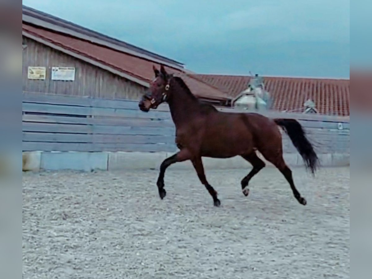 Bayerisches Warmblut Stute 4 Jahre 174 cm Brauner in Hofstetten