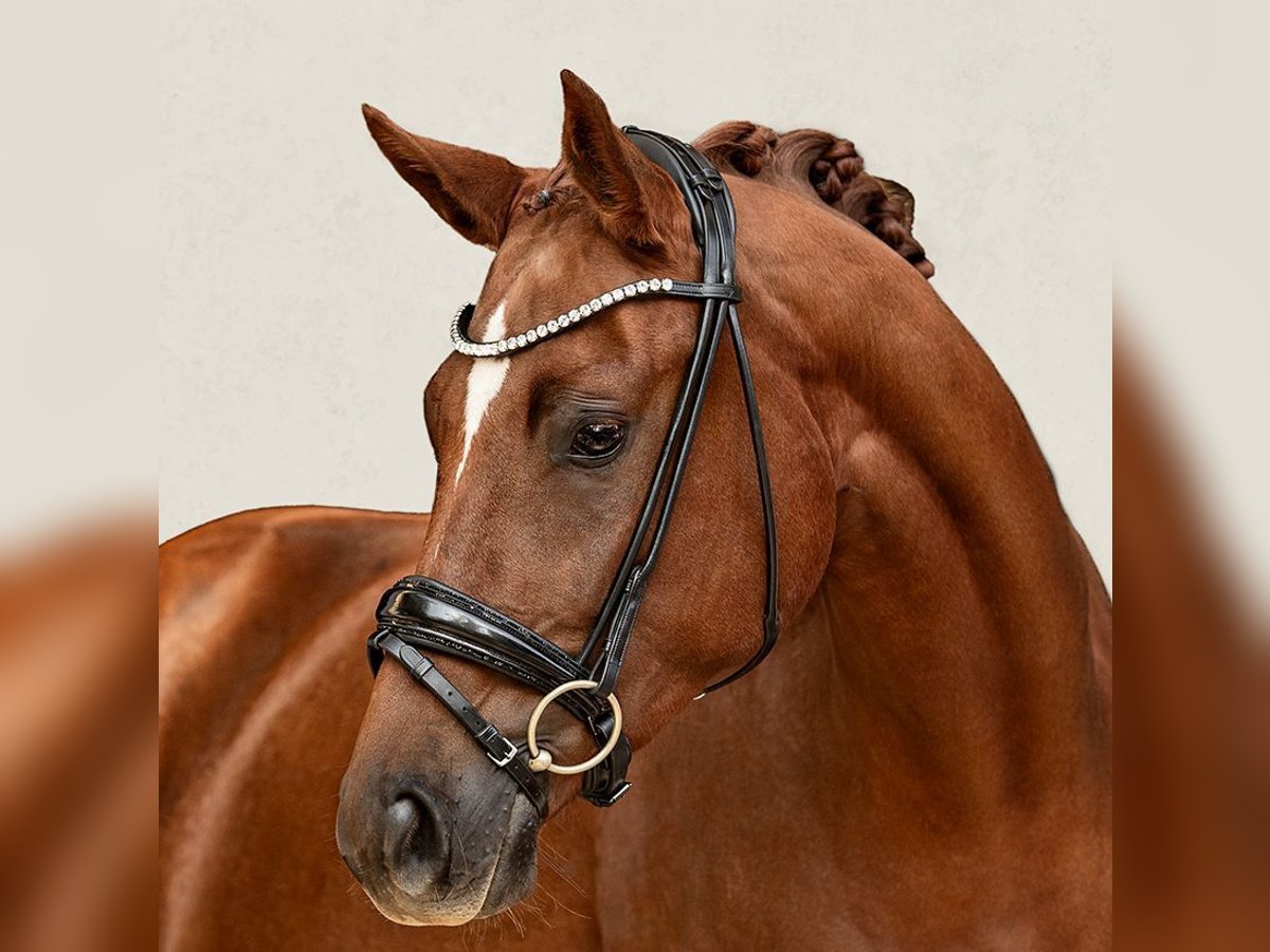 Bayerisches Warmblut Stute 5 Jahre 165 cm Fuchs in Moosburg