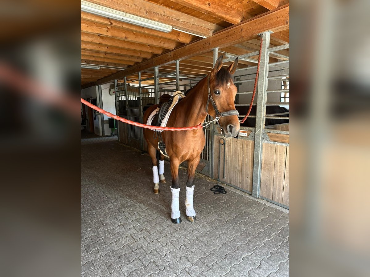 Bayerisches Warmblut Stute 5 Jahre 166 cm Brauner in Moosburg