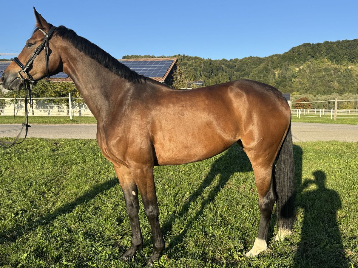 Bayerisches Warmblut Stute 5 Jahre 172 cm Dunkelbrauner in Marktl