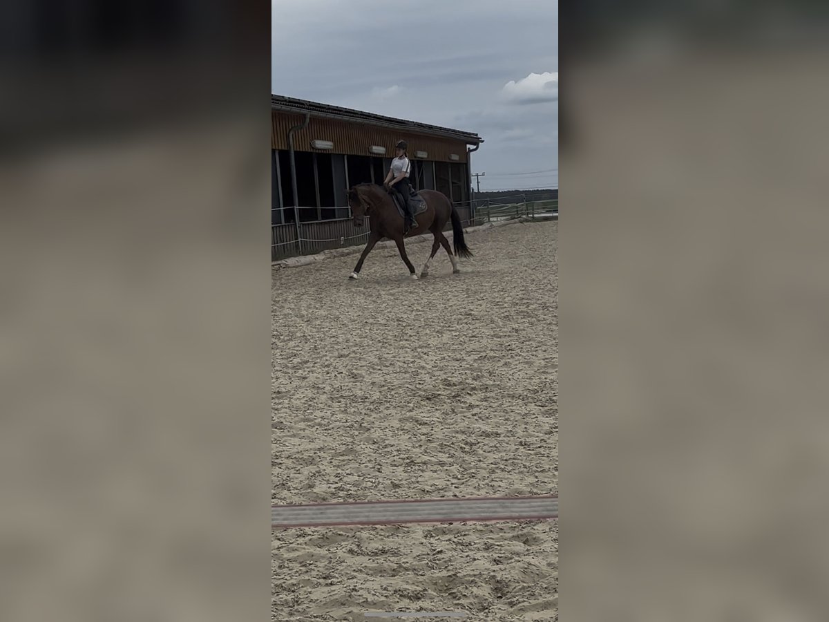 Bayerisches Warmblut Stute 6 Jahre 168 cm Dunkelfuchs in Wilhermsdorf