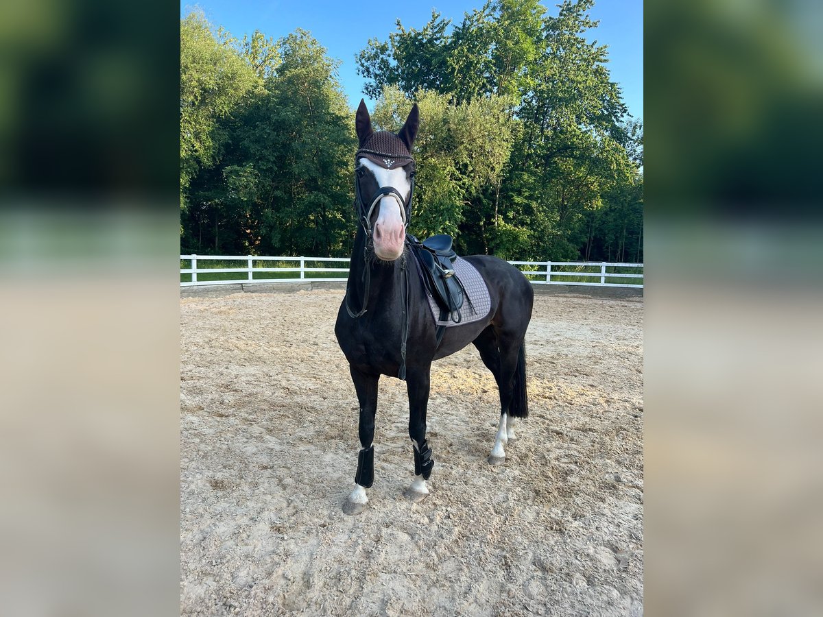 Bayerisches Warmblut Stute 7 Jahre 161 cm Rappe in Straubing