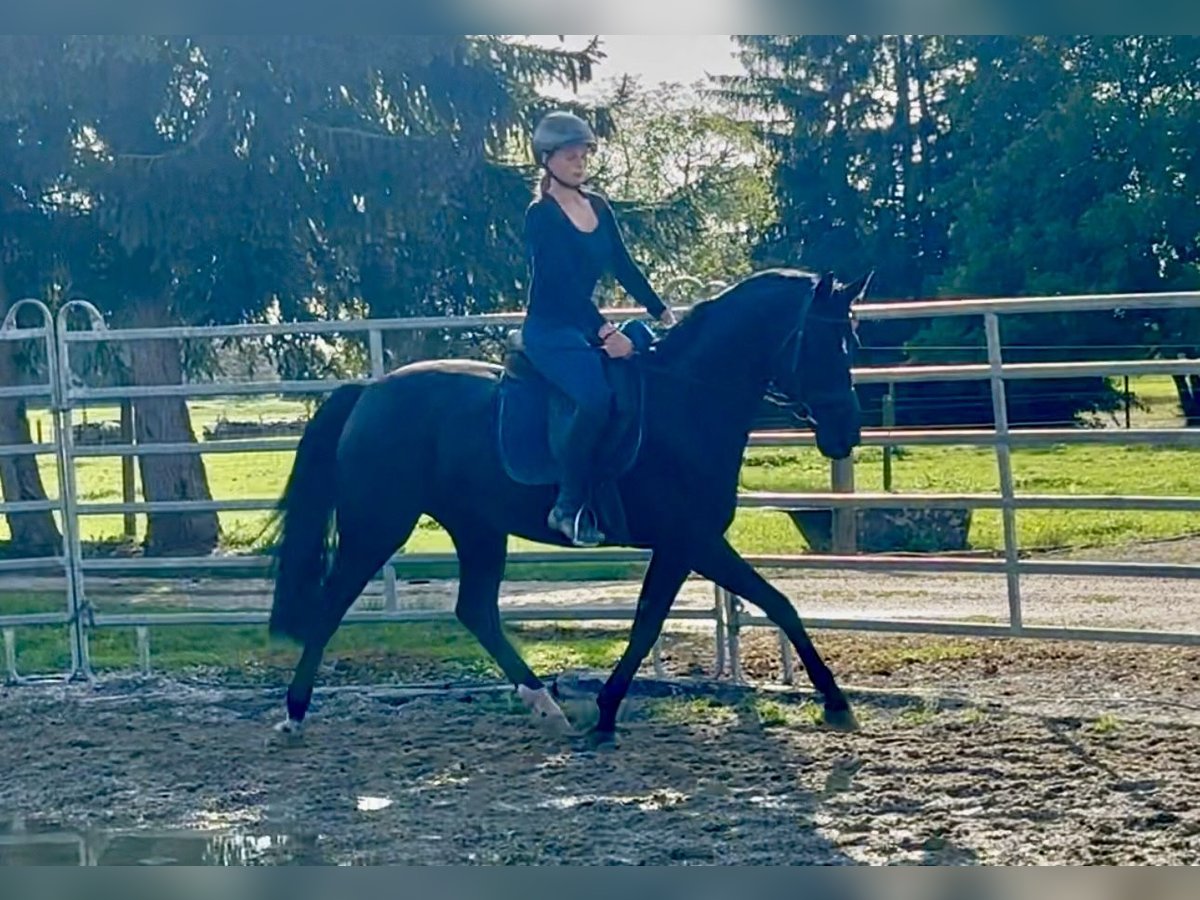 Bayerisches Warmblut Stute 8 Jahre 160 cm Rappe in Ellgau