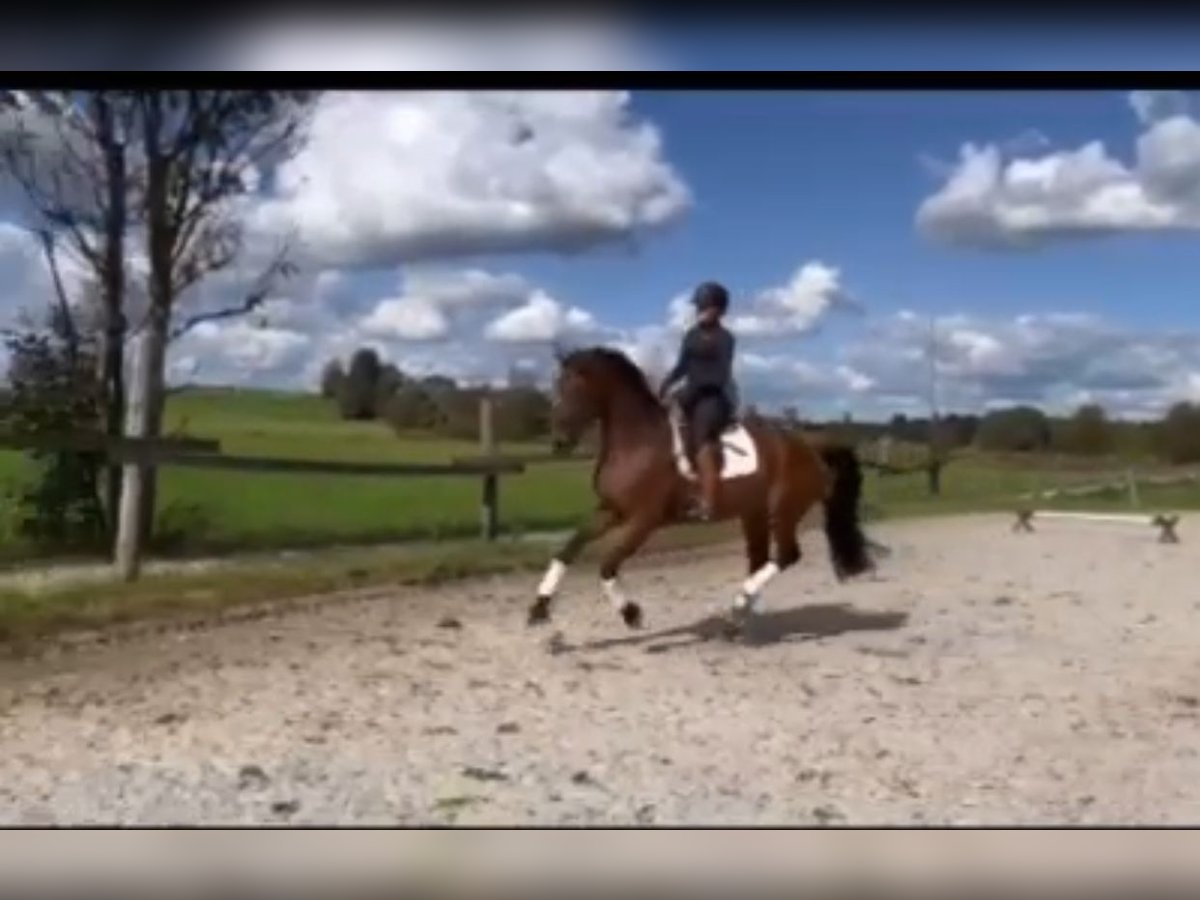 Bayerisches Warmblut Stute 8 Jahre 172 cm Brauner in Rimsting Bayerisches Warmblut Stute 8 Jahre 172 cm Brauner in Rimsting