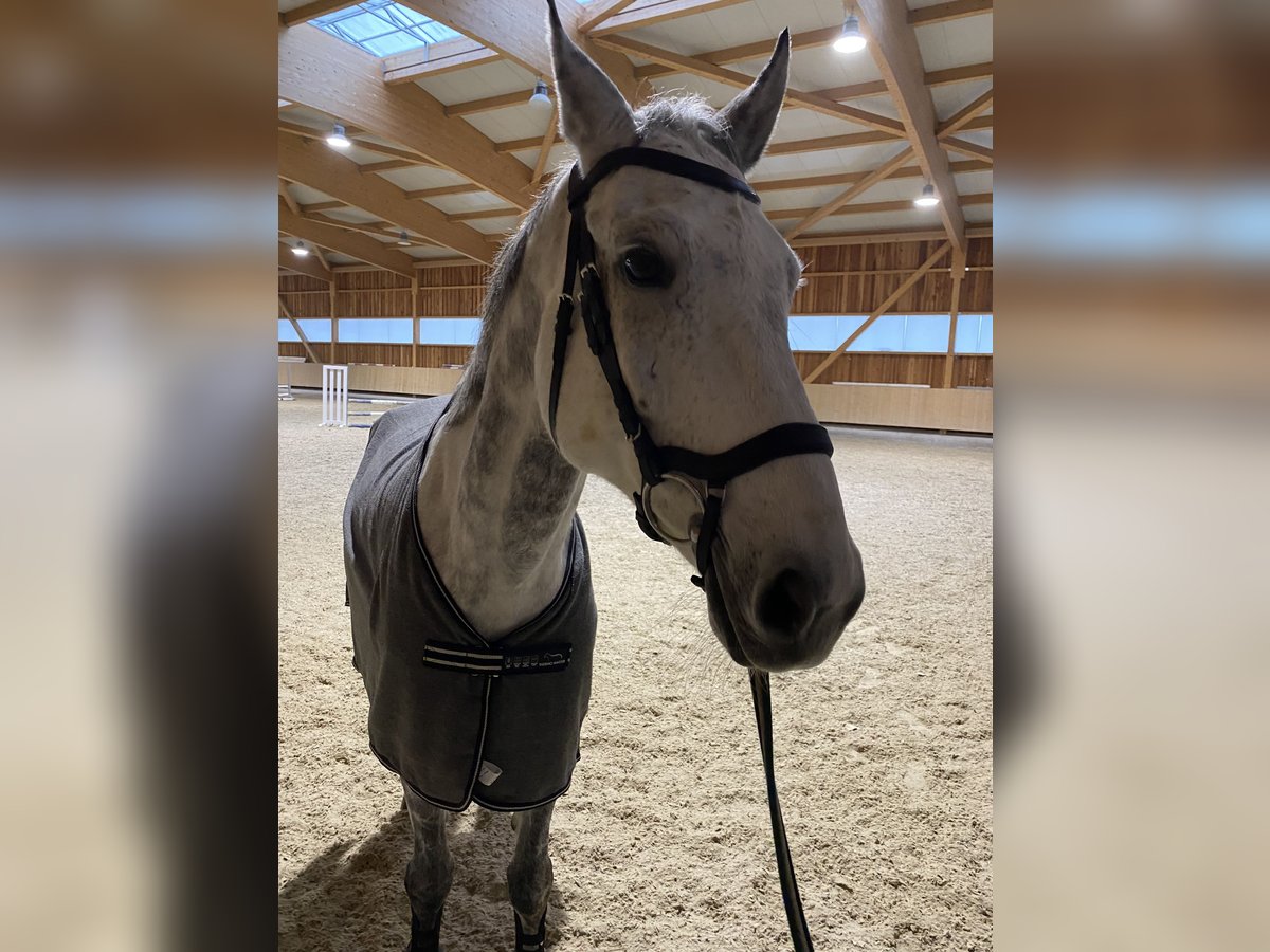 Bayerisches Warmblut Wallach 11 Jahre 169 cm Schimmel in M&#xFC;lheim am Inn