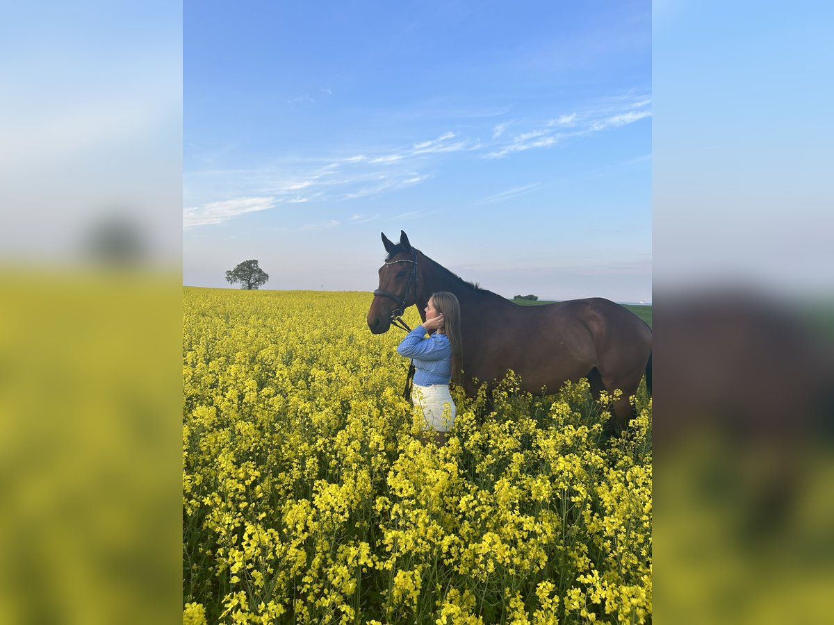 Bayerisches Warmblut Wallach 12 Jahre 170 cm Brauner in Strande