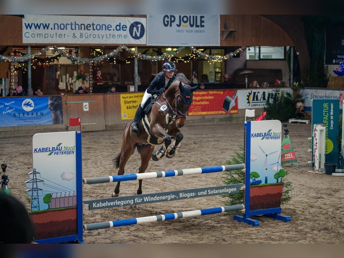 Bayerisches Warmblut Wallach 12 Jahre 170 cm Brauner in Ahrensb&#xF6;k
