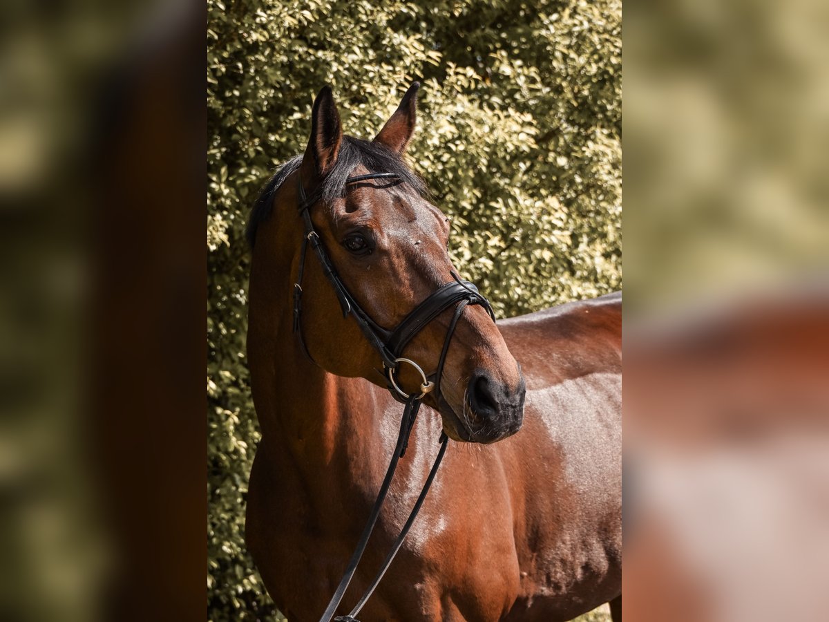 Bayerisches Warmblut Wallach 12 Jahre 170 cm Brauner in Ruppertshofen