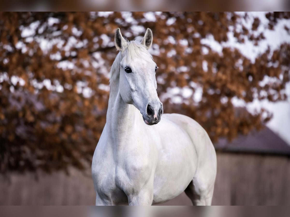 Bayerisches Warmblut Wallach 12 Jahre Schimmel in Altenkunstadt