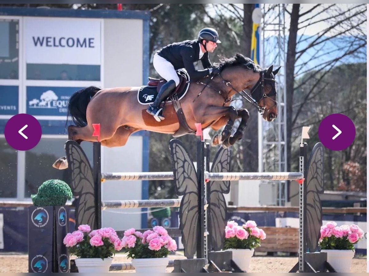 Bayerisches Warmblut Wallach 13 Jahre 168 cm Brauner in Schlins