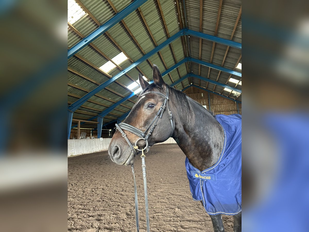 Bayerisches Warmblut Wallach 13 Jahre 168 cm Dunkelbrauner in Drosendorf