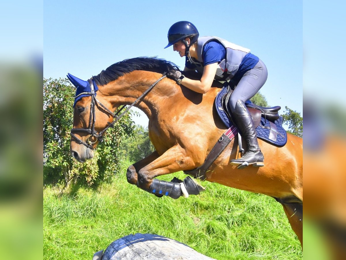 Bayerisches Warmblut Wallach 13 Jahre 175 cm Brauner in Weiler-Simmerberg