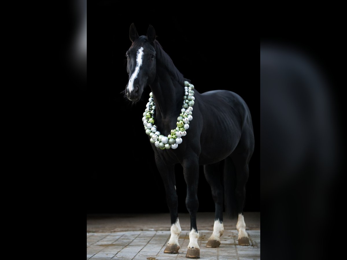 Bayerisches Warmblut Wallach 13 Jahre 176 cm Schwarzbrauner in Sulzbach-Rosenberg