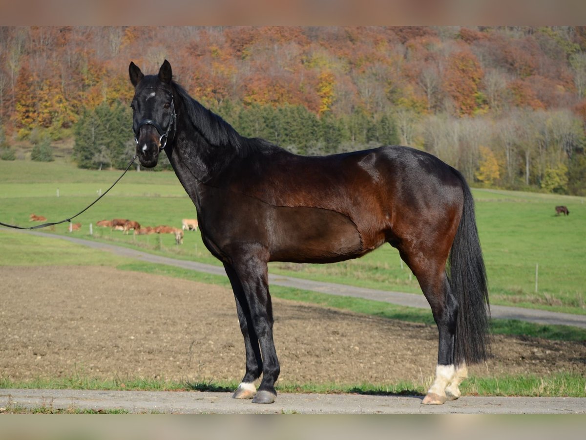 Bayerisches Warmblut Wallach 14 Jahre 156 cm Brauner in Deggingen