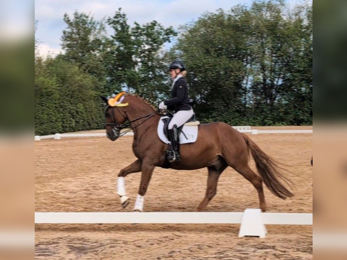 Bayerisches Warmblut, Wallach in Plech