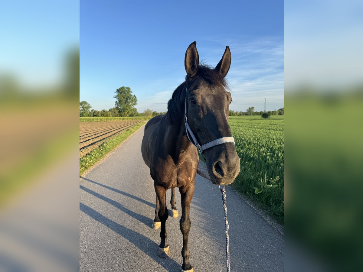 Bayerisches Warmblut Wallach 14 Jahre 178 cm Rappe in Dillingen an der Donau