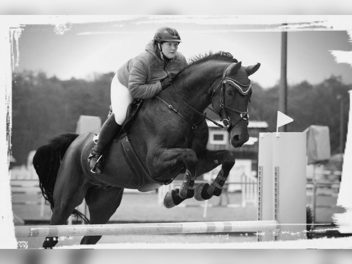Bayerisches Warmblut Wallach 14 Jahre 180 cm Brauner in Dingolfing