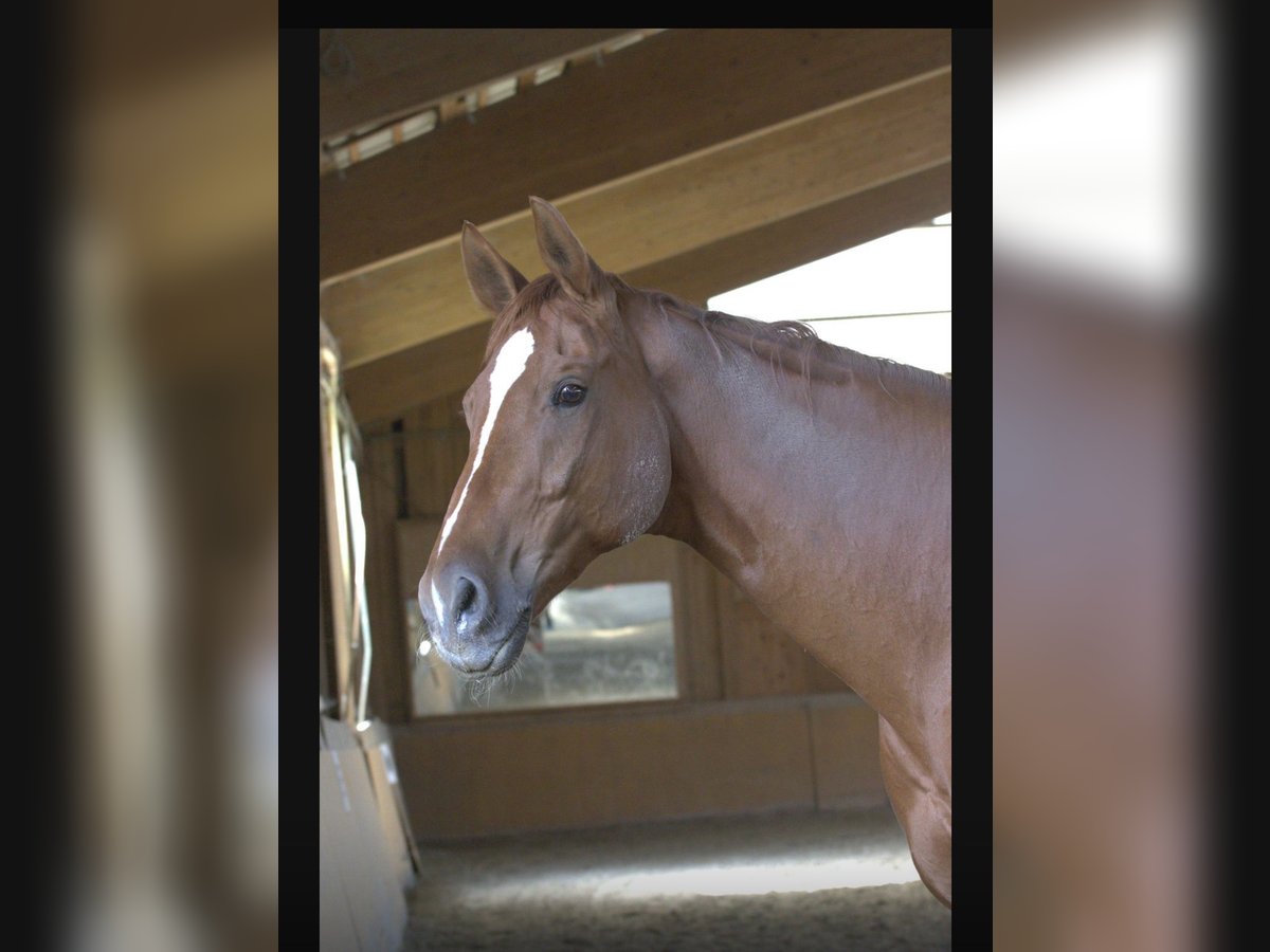 Bayerisches Warmblut Wallach 14 Jahre 180 cm Dunkelfuchs in Aresing