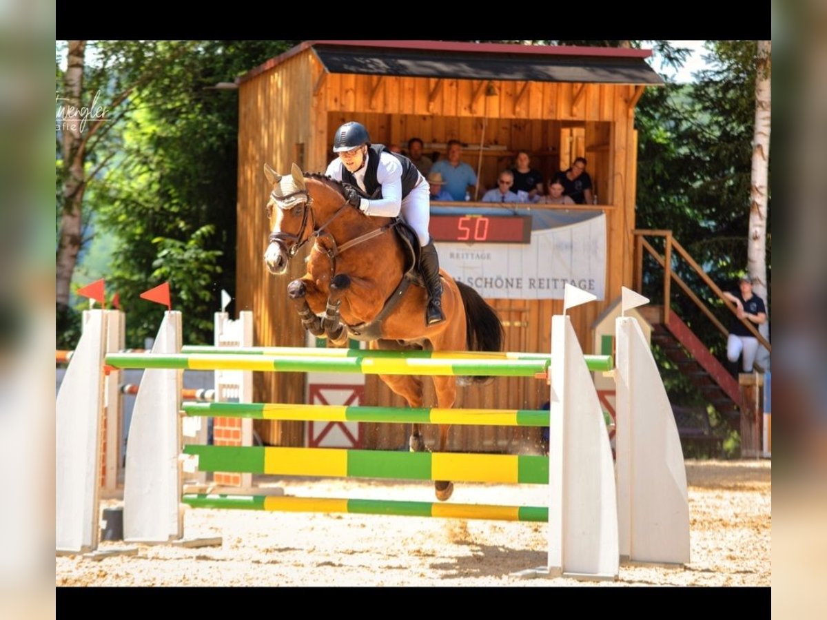 Bayerisches Warmblut Wallach 15 Jahre 167 cm Brauner in Heroldsbach