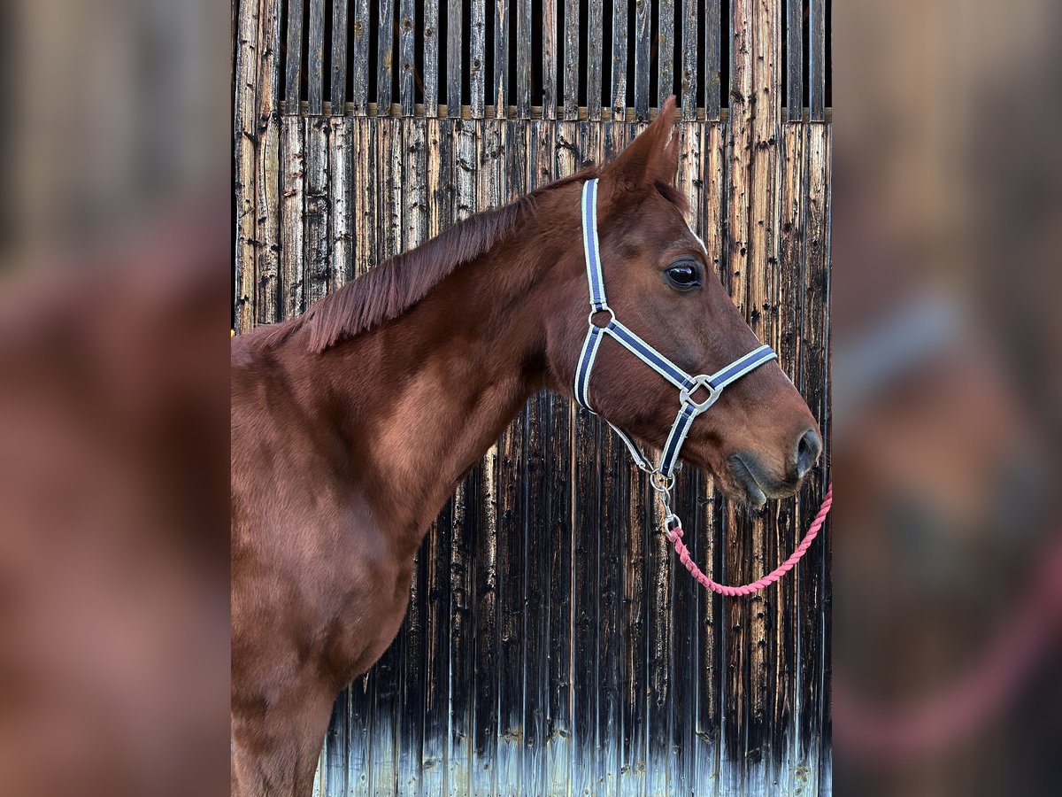 Bayerisches Warmblut Wallach 16 Jahre 170 cm Dunkelfuchs in Walchsing