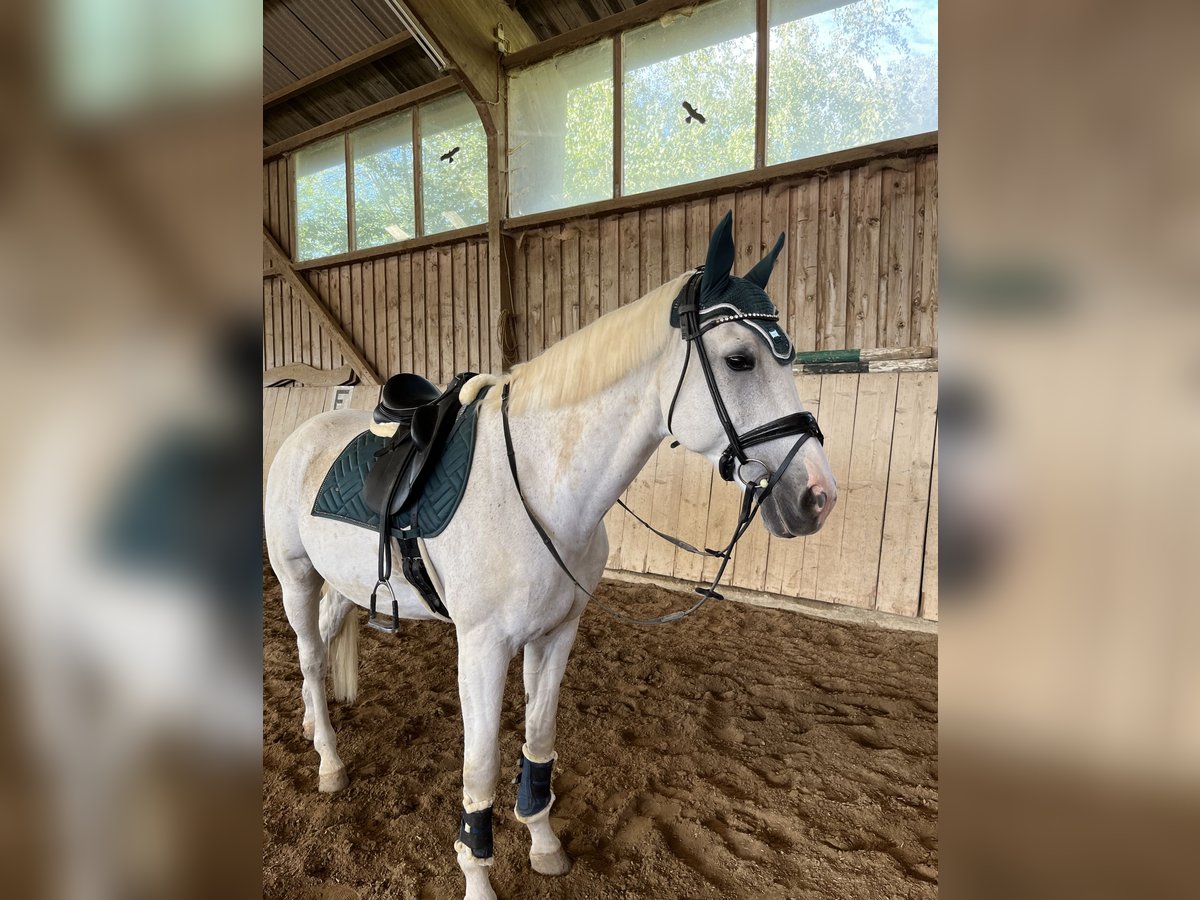 Bayerisches Warmblut Wallach 16 Jahre 180 cm Schimmel in FrontenhausenFrontenhausen