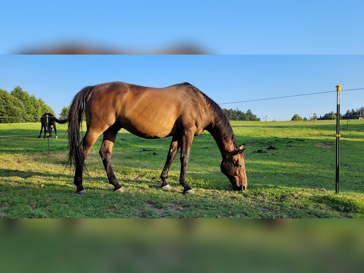 Bayerisches Warmblut Wallach 17 Jahre 167 cm Dunkelbrauner in Wittibreut