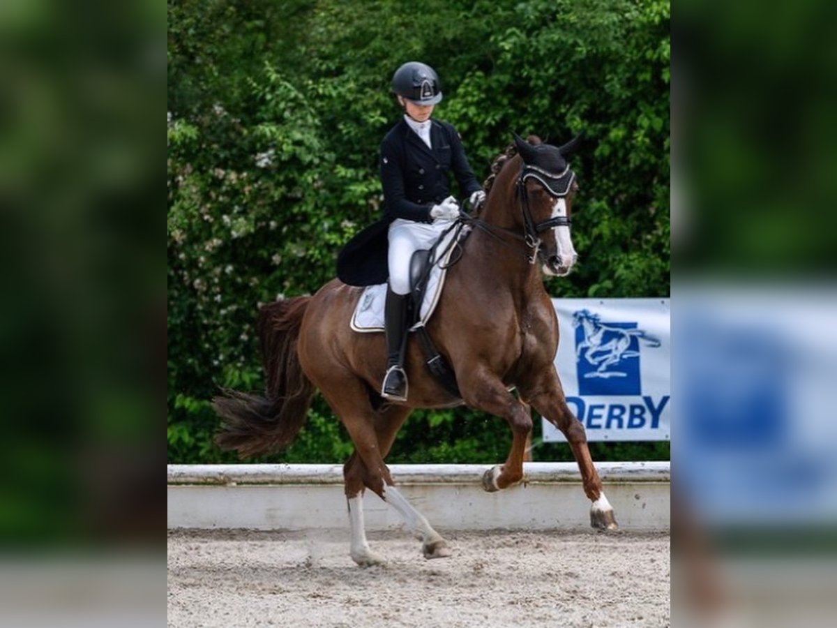 Bayerisches Warmblut Wallach 17 Jahre 170 cm Dunkelfuchs in Bad Saulgau