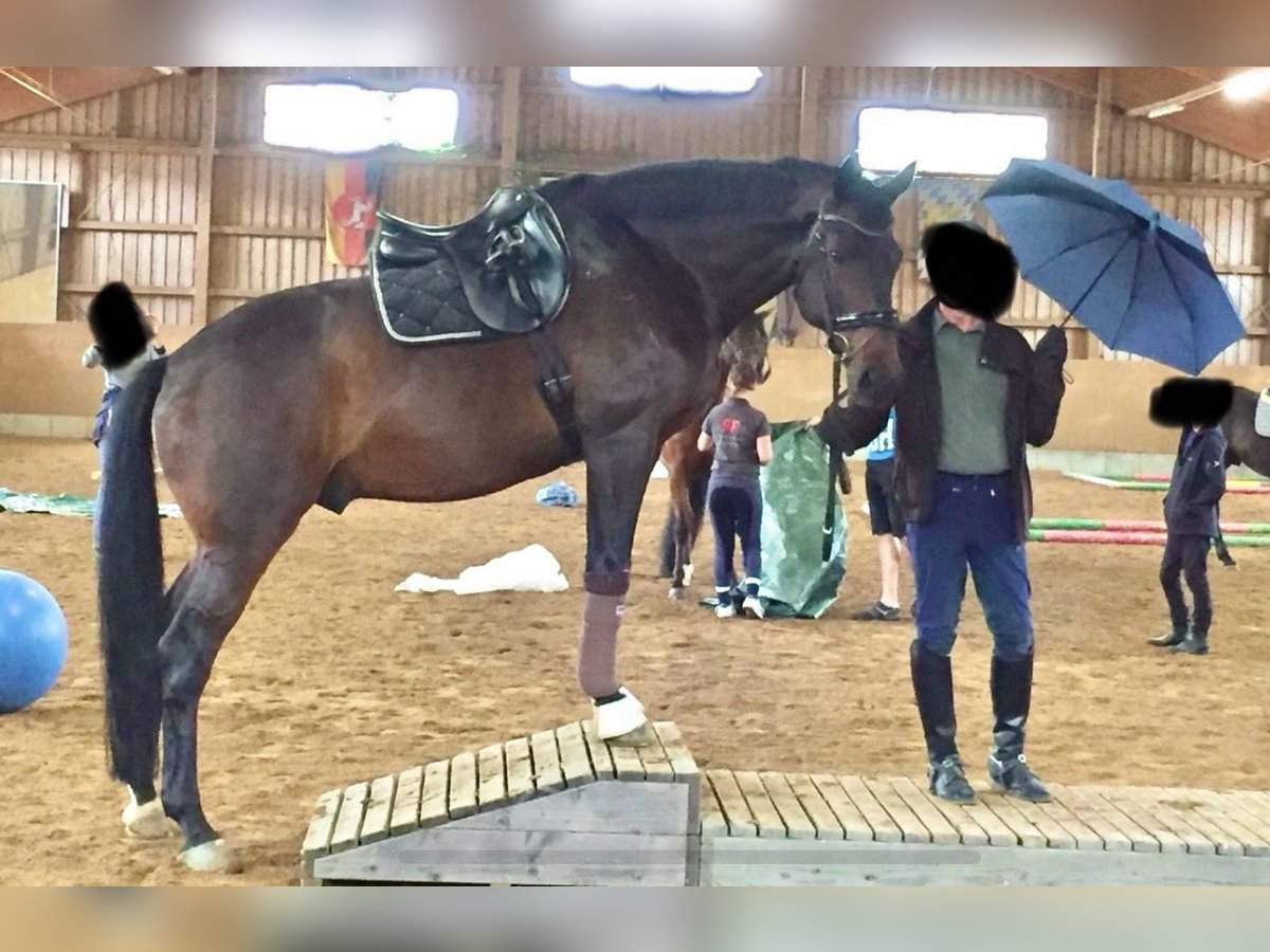 Bayerisches Warmblut Wallach 17 Jahre 172 cm Dunkelbrauner in Oberding