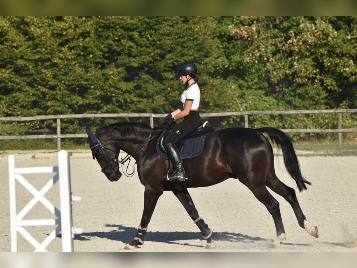 Bayerisches Warmblut Wallach 18 Jahre 168 cm Rappe in Scheyern