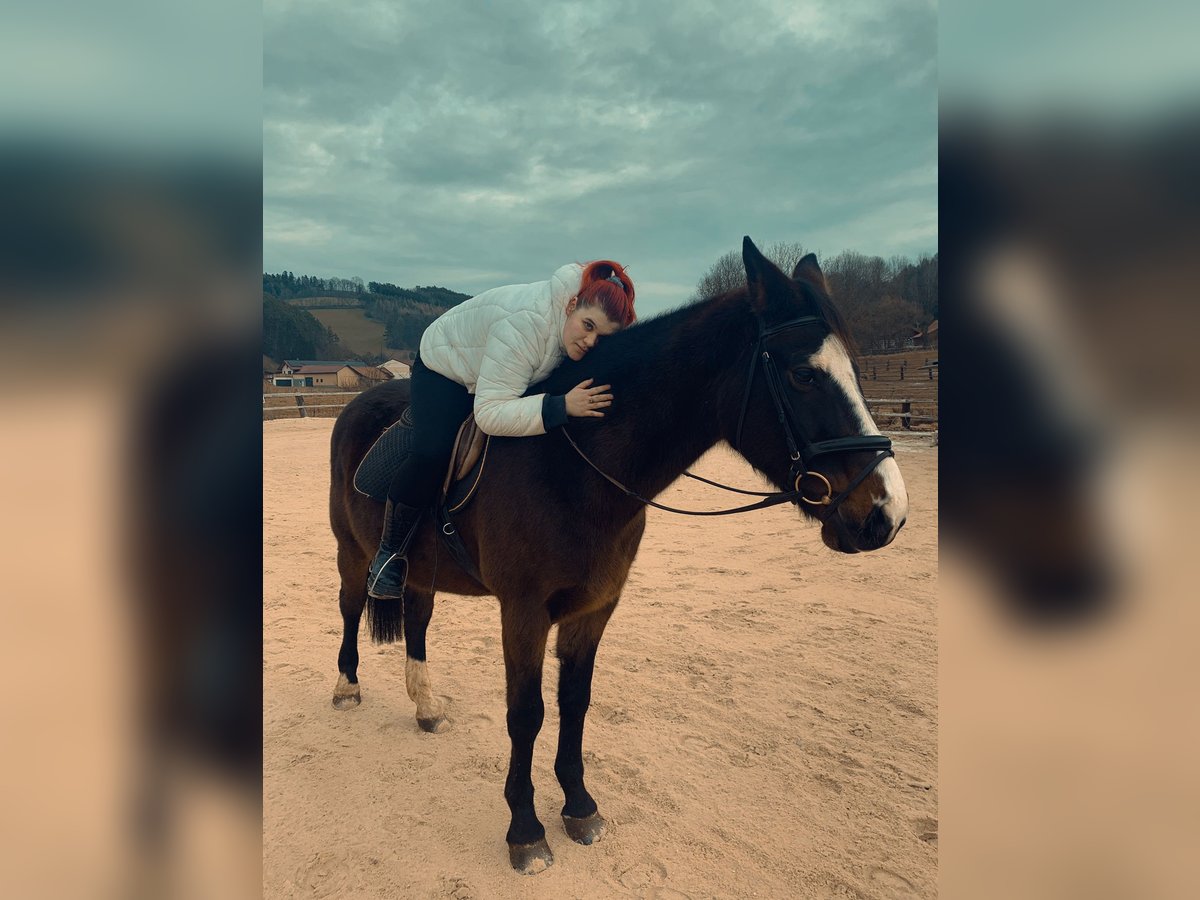 Bayerisches Warmblut Wallach 18 Jahre 170 cm Brauner in St. Andr&#xE4;-W&#xF6;rdern