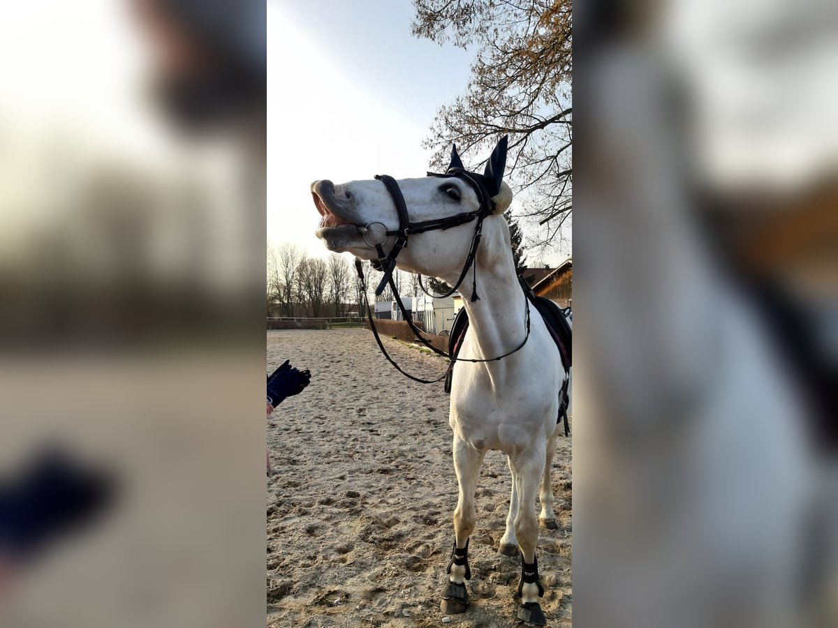 Bayerisches Warmblut Wallach 18 Jahre 170 cm in Laupheim