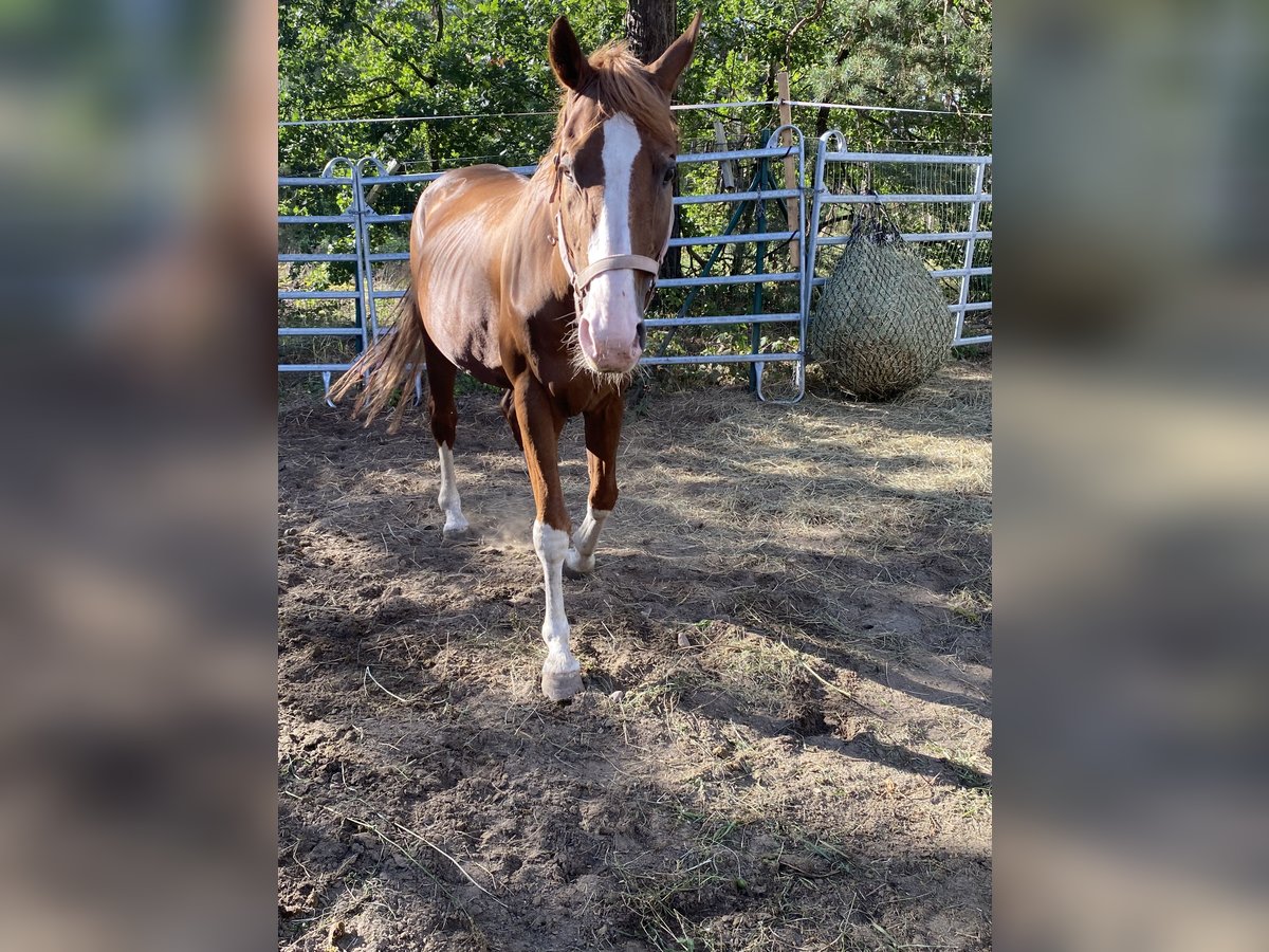Bayerisches Warmblut Wallach 18 Jahre Fuchs in Herzberg