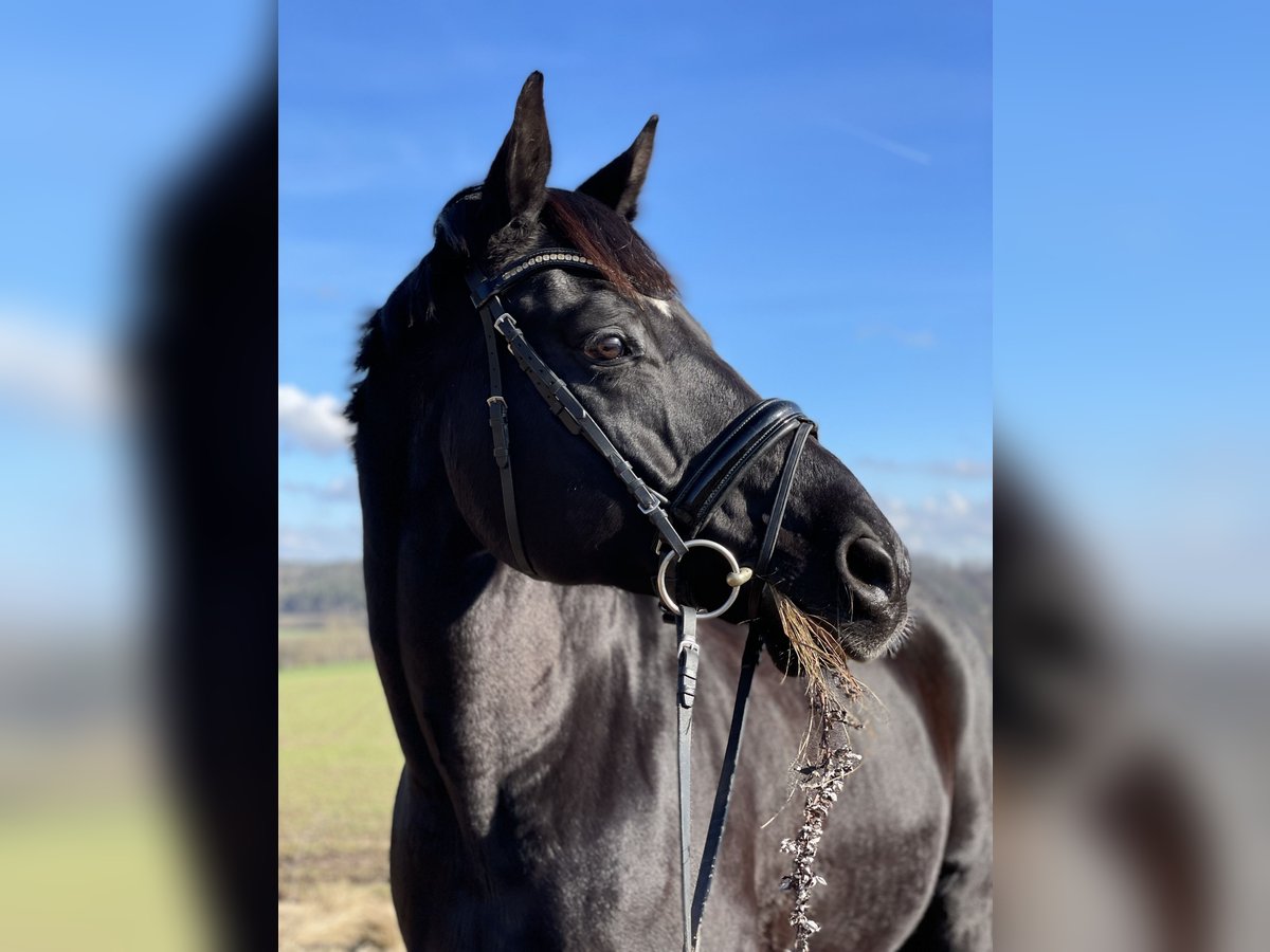 Bayerisches Warmblut Wallach 19 Jahre 174 cm Rappe in M&#xFC;hlhausen