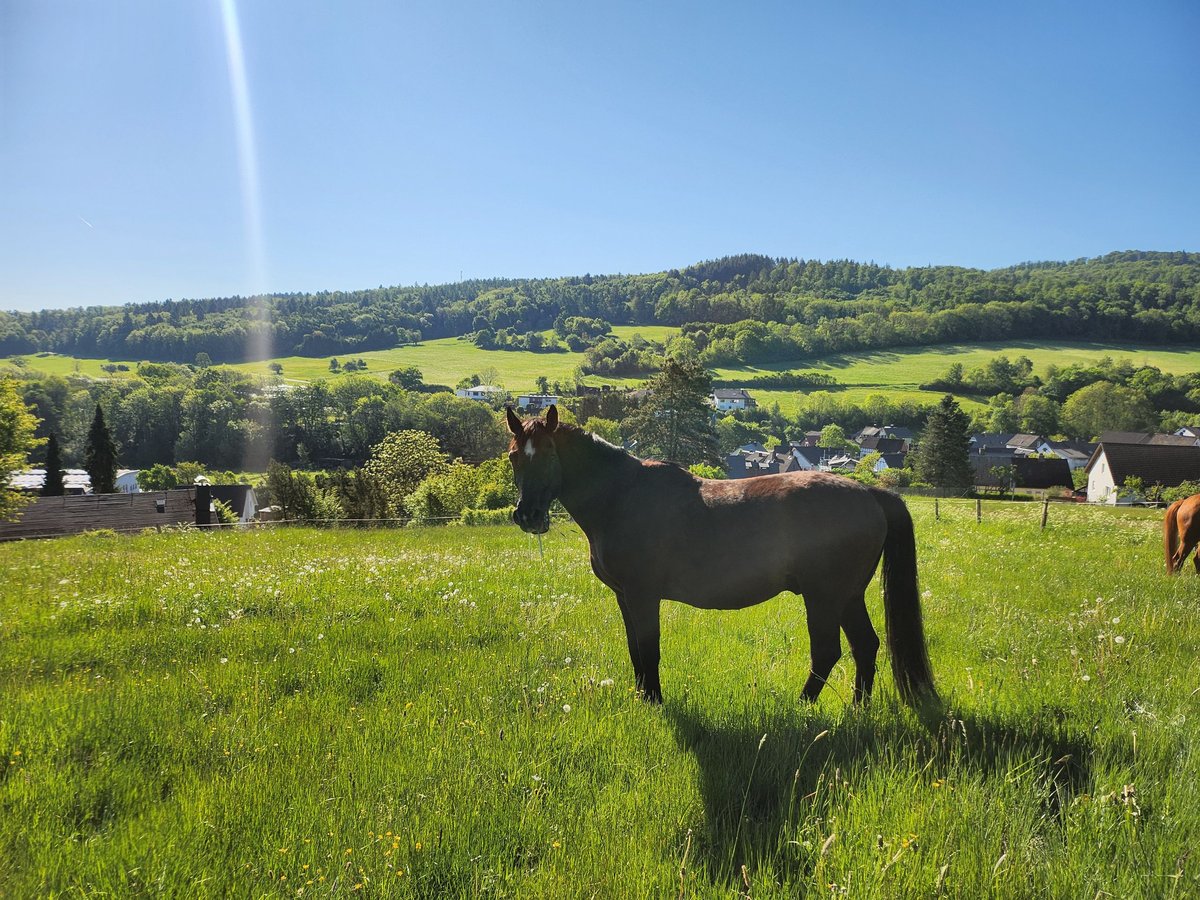 Bayerisches Warmblut Wallach 20 Jahre 167 cm Rappe in Dillenburg