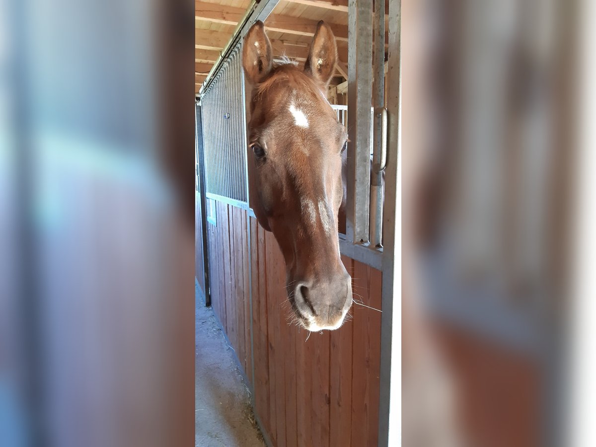 Bayerisches Warmblut Wallach 21 Jahre 167 cm Dunkelfuchs in Kemnath