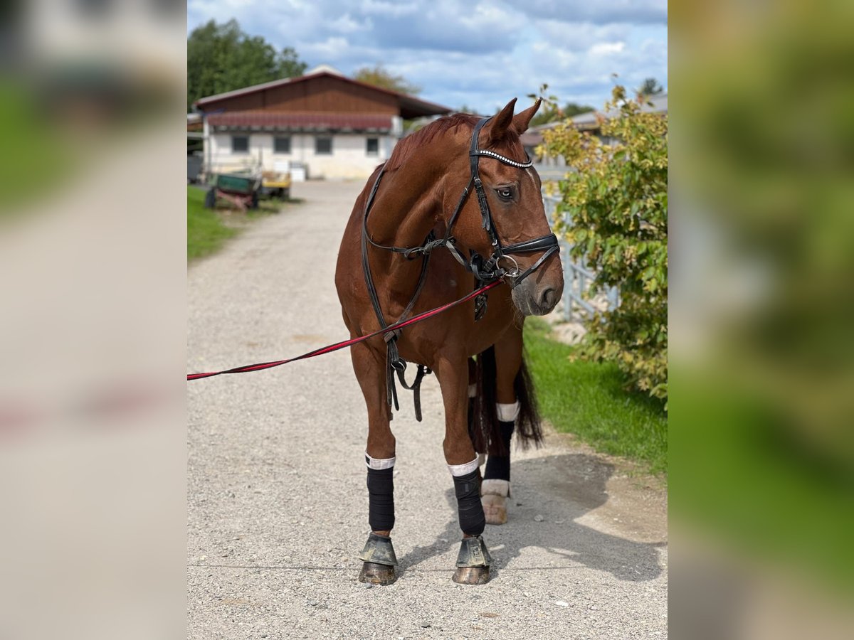 Bayerisches Warmblut Wallach 25 Jahre 165 cm in Filderstadt