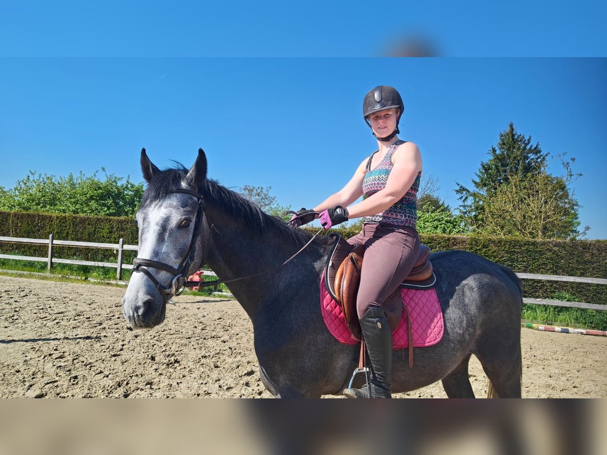 Bayerisches Warmblut Wallach 3 Jahre 165 cm Schimmel in Oppuurs
