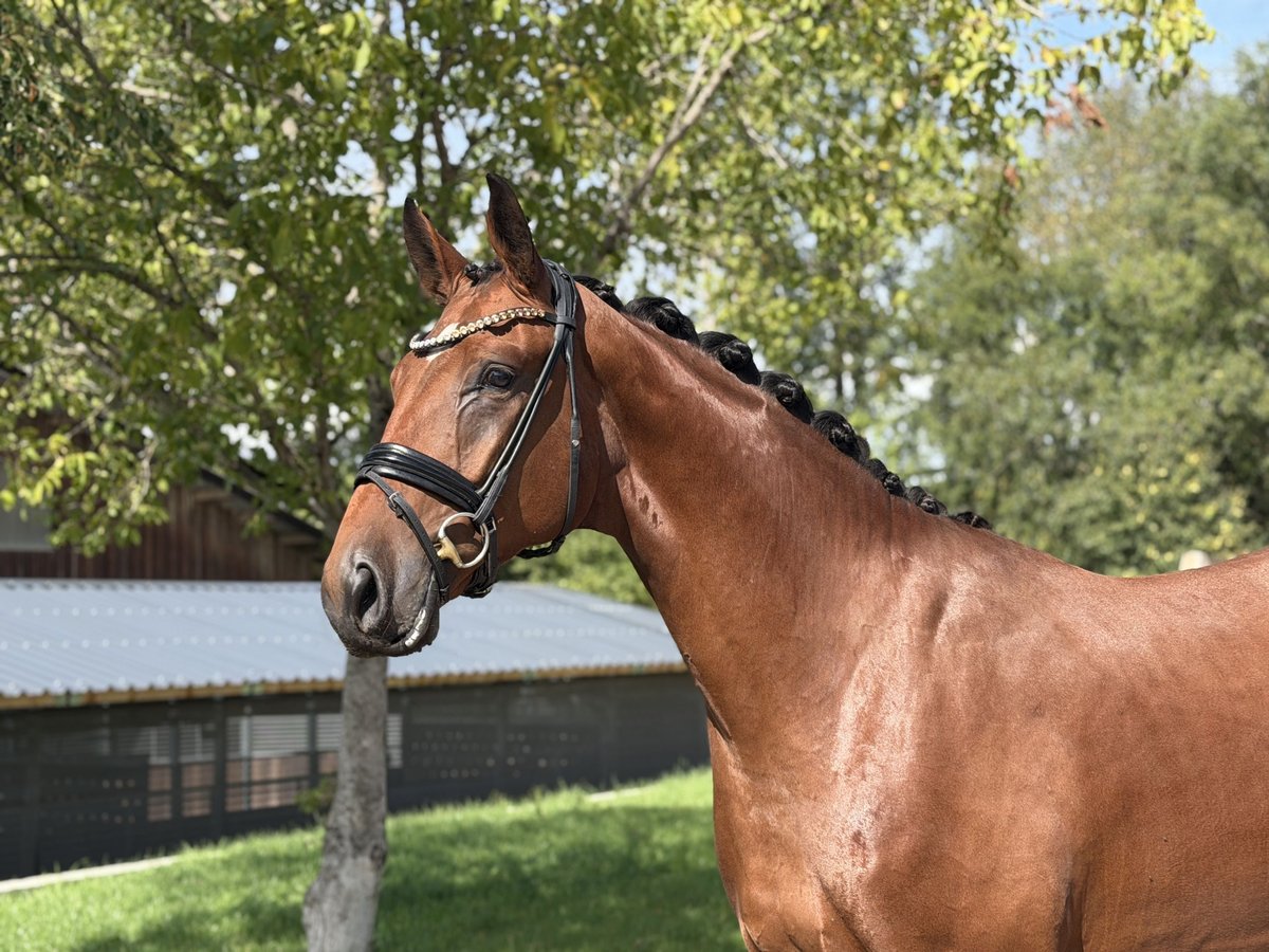 Bayerisches Warmblut, Wallach in Jengen