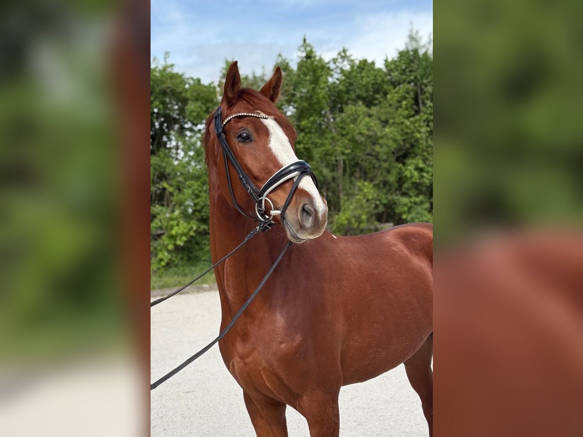 Bayerisches Warmblut Wallach 4 Jahre Fuchs in Aschau am Inn