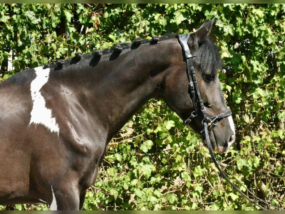 Bayerisches Warmblut, Wallach in Würzburg