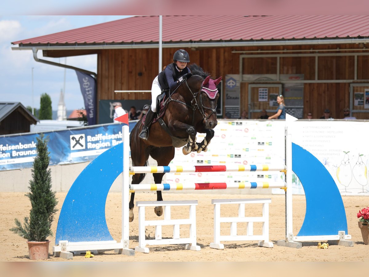 Bayerisches Warmblut Wallach 6 Jahre 170 cm Schwarzbrauner in Altötting