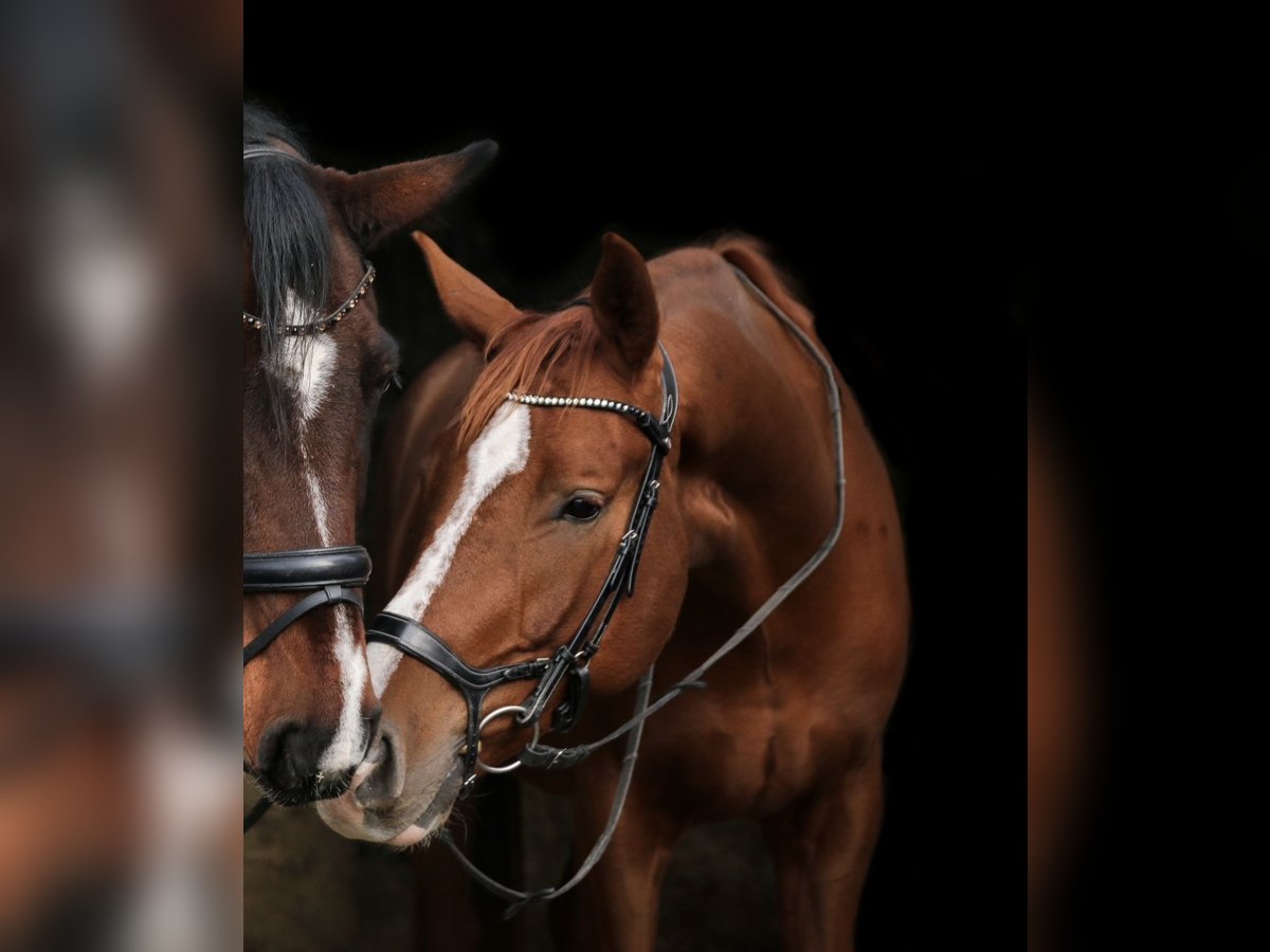 Bayerisches Warmblut Wallach 6 Jahre 177 cm Dunkelfuchs in Gersthofen