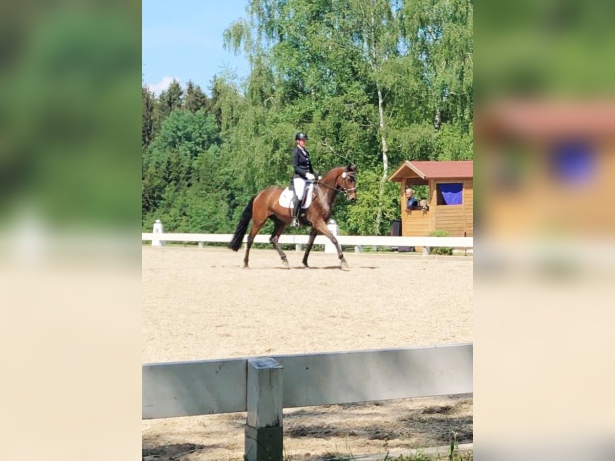 Bayerisches Warmblut Wallach 7 Jahre 165 cm Brauner in Tutzing