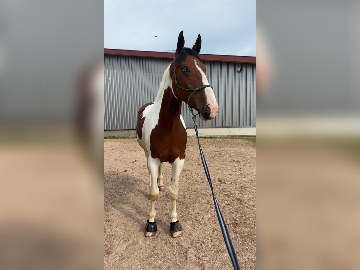 Bayerisches Warmblut Mix Wallach 7 Jahre 178 cm Schecke in Berching