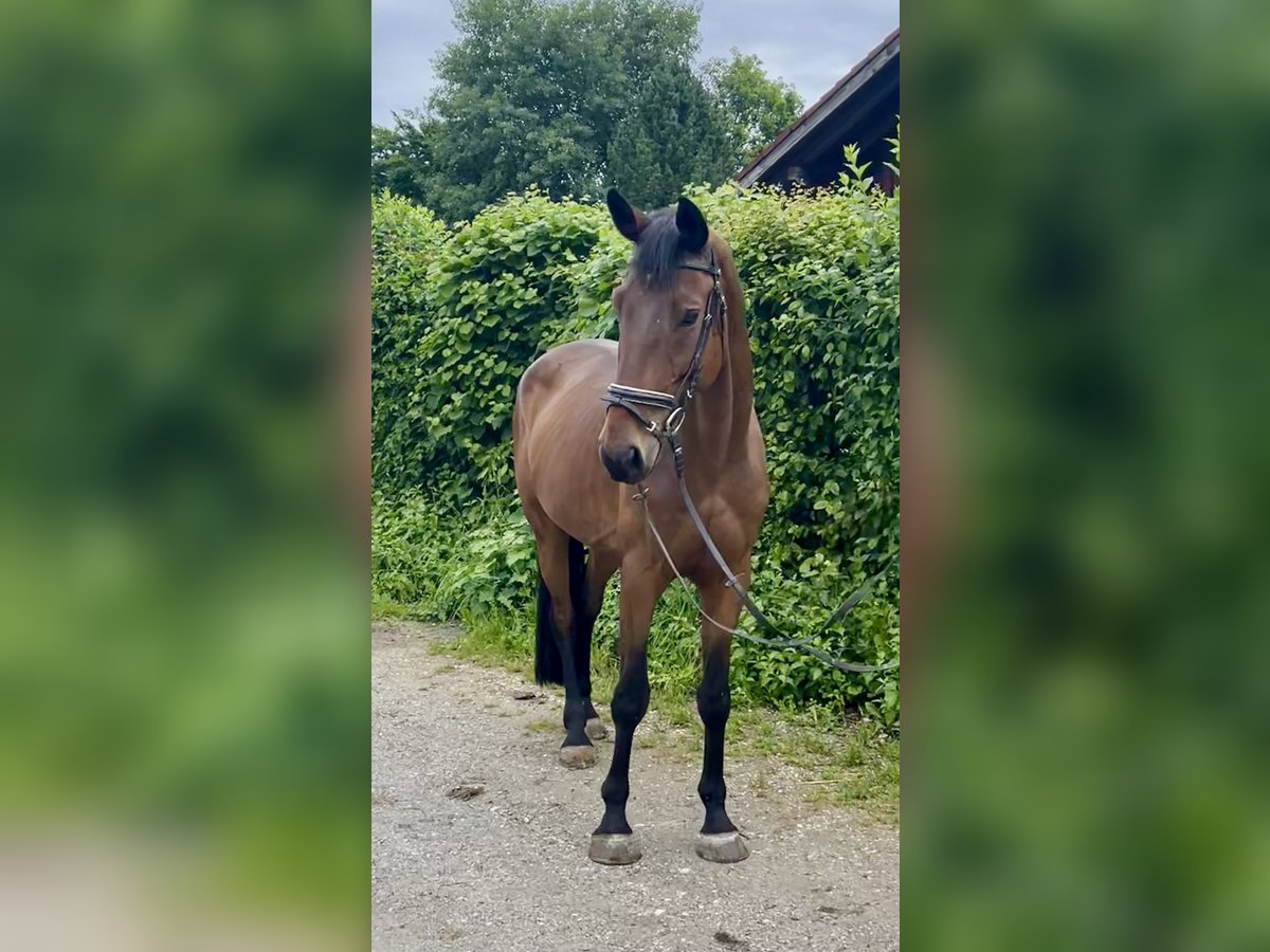 Bayerisches Warmblut, Wallach in Rot an der Rot