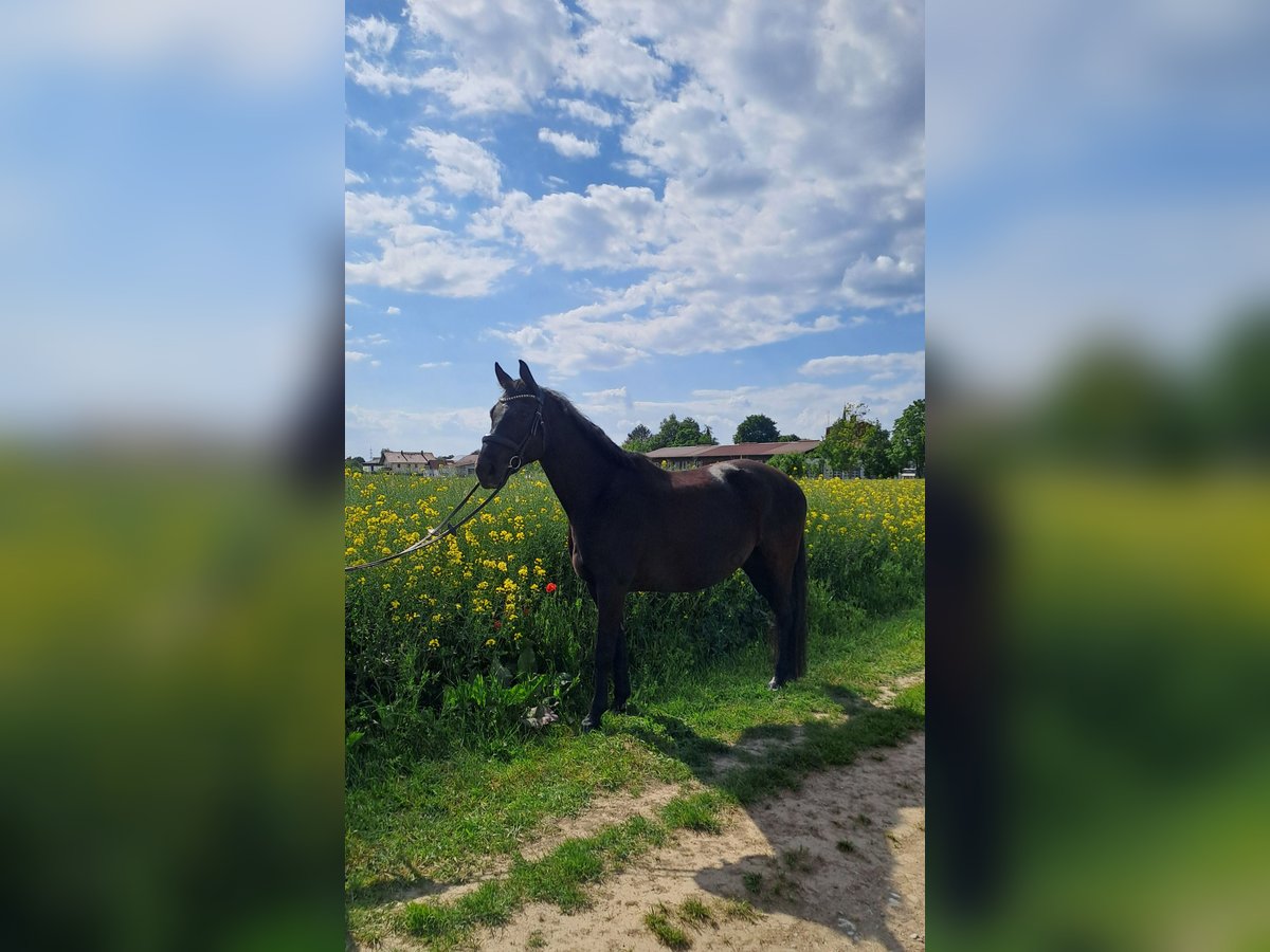 Bayerisches Warmblut Wallach 9 Jahre 165 cm Schwarzbrauner in Zorneding