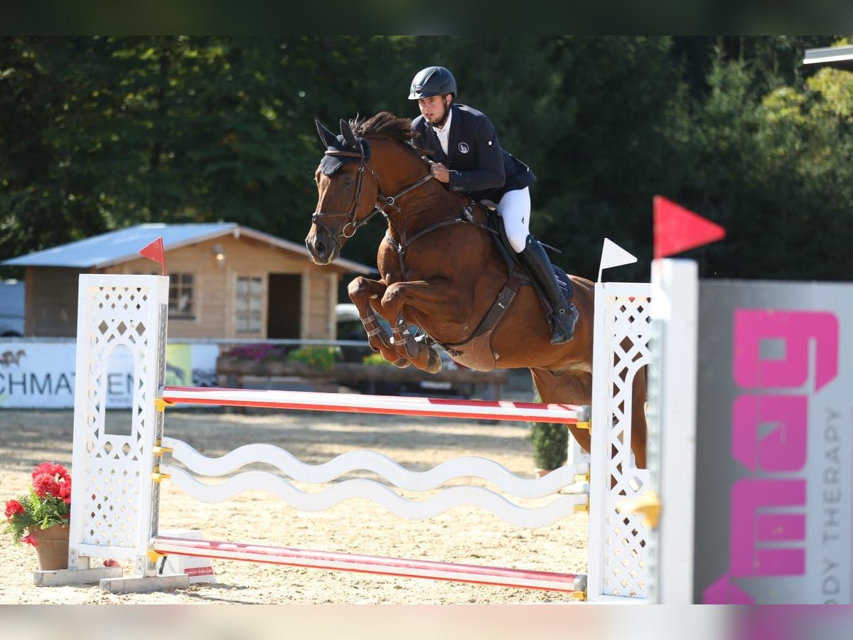 Bayerisches Warmblut Wallach 9 Jahre 177 cm Fuchs in Marktl am Inn